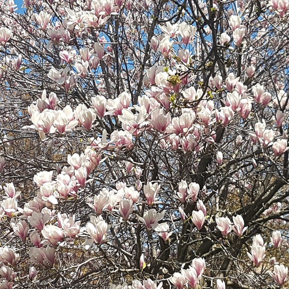 Meet your Posher, Andrea - Picture 1 of 1